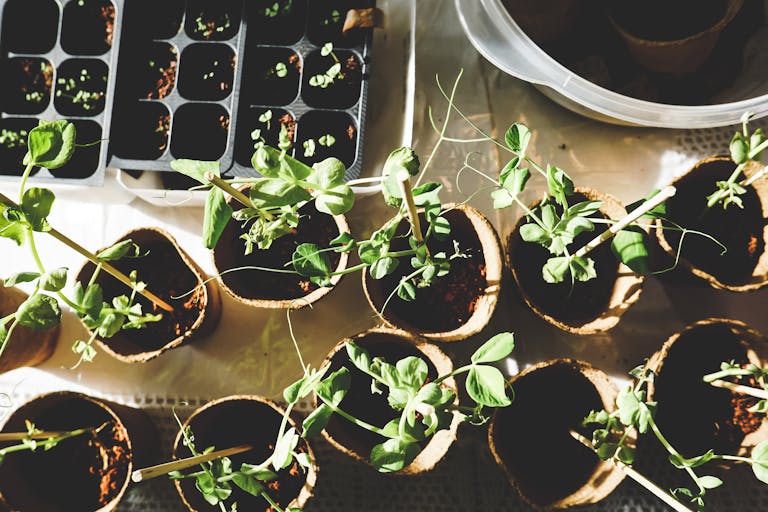 Top view of various seedlings sprouting in biodegradable pots, displayed indoors.